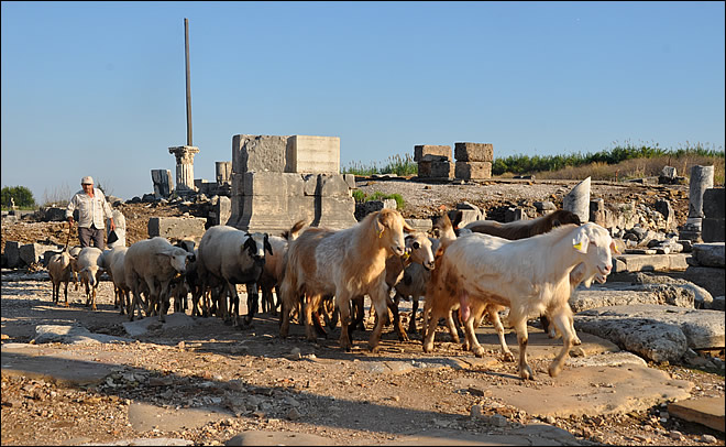Des moutons traversant le site antique de Pergé